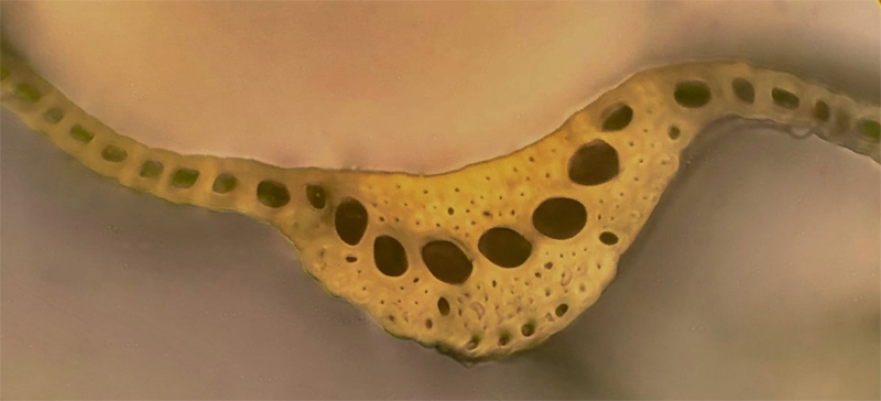 Dicranum bonjeanii